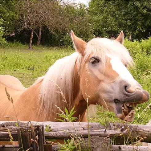 Ein Pferd auf der Koppel