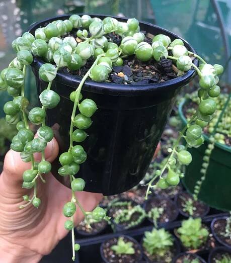 118+ Different Types Of Succulents With Names and Pictures 🌵