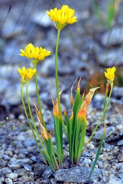 A close up vertical image of an Allium moly ornamental golden garlic plant with discolored foliage.