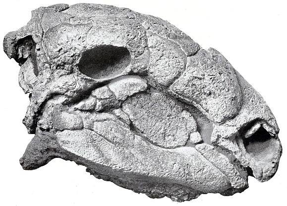 Panoplosaurus - Wikiwand