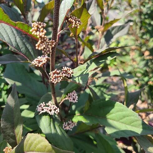 PEARL GLAM® Beautyberry - Order Online