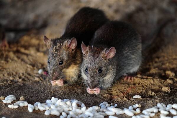 Rats Can Laugh—Provided You’re Willing to Tickle Them