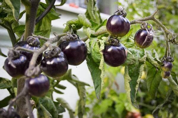 Divoká rajčata jsou chutná, zdravá a odolná. Jak je pěstovat?