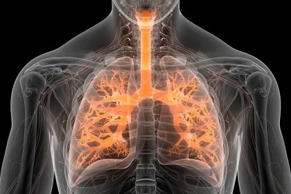 anatomie plic lidského dýchacího systému - lidská plíce - stock snímky, obrázky a fotky
