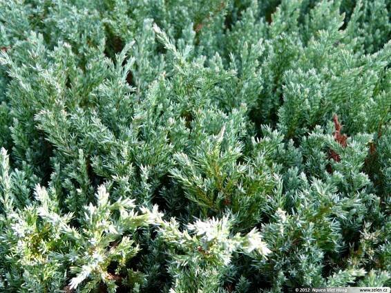 Juniperus horizontalis Saxatilis jalovec polehlý
