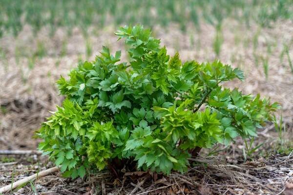 Lovage: useful tips for the kitchen herb - Plantura