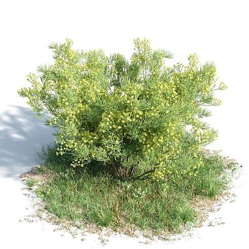 3d model of archmodels vol 154 plants trees https://p.turbosquid.com/ts-thumb/6I/IrFK1Y/kEmjD8uK/am_154_056_sennaartemisioides/jpg/1434029259/1920x1080/fit_q87/36fdf3eb84e6b1c0d5e347c5816dacad18db2f91/am_154_056_sennaartemisioides.jpg