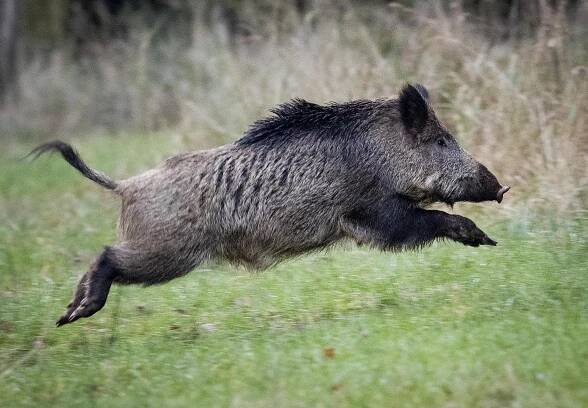 Divočákům se daří. Pomáhá jim koronavirus, který myslivcům komplikuje hony