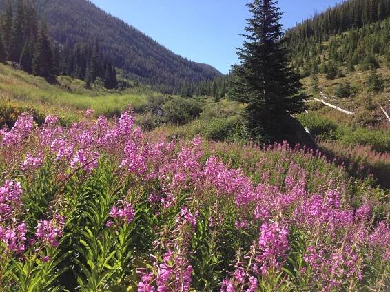 Jarbidge Wilderness