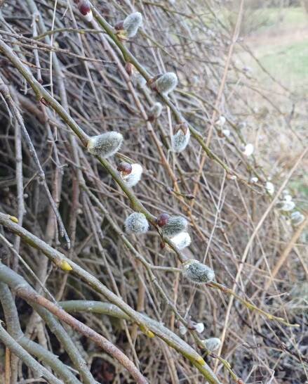 Salix caprea 'Kilmarnock'