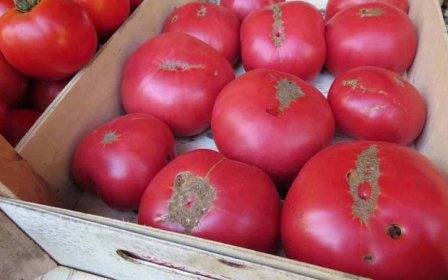 sladké dědictví hypoteční zvedák rajčata v bedně