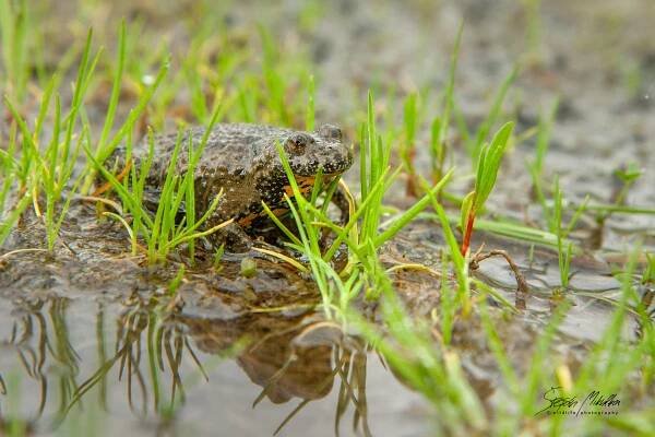 Obojživelníci | Štěpán Mikulka | Wildlife fotograf