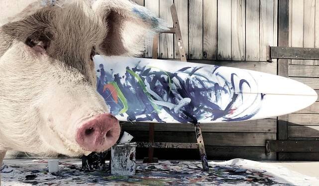 Pigcasso | Gallery
