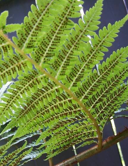 Soubor:SoriDicksonia.jpg – Wikipedie