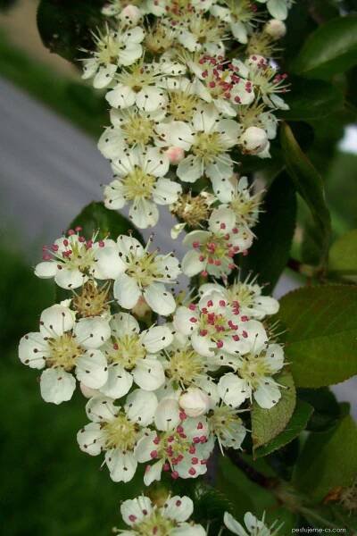 Temnoplodec černoplodý (Aronia melanocarpa), květy, květenství