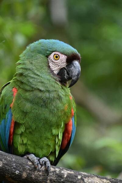 bezplatná Nápadný zelený papoušek ara posazený ve svěžím lese Samaipata v Bolívii. Základová fotografie