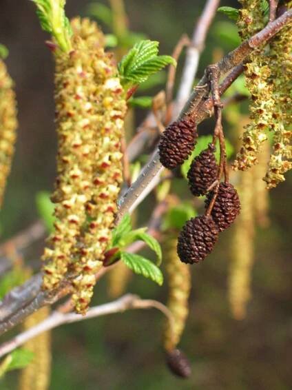 Atlas: alnus 1