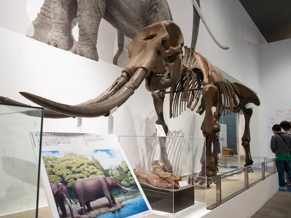 Stegodon aurorae
