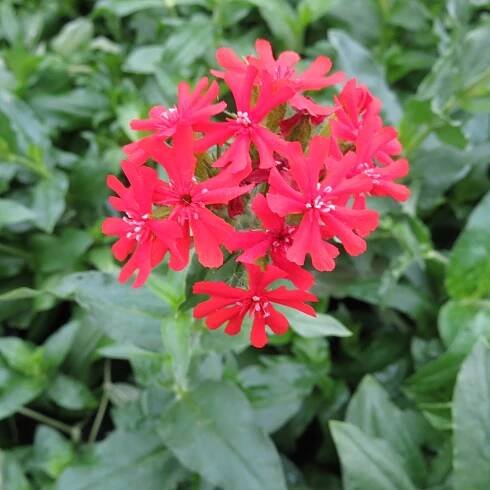 red flowers, hummingbirds, butterflies, beaumont garden centre