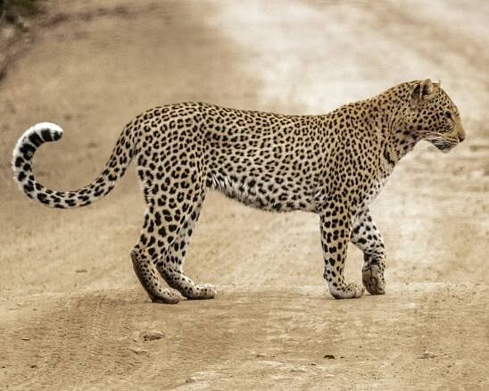Leopard (Panthera pardus) - Wildlife ACT