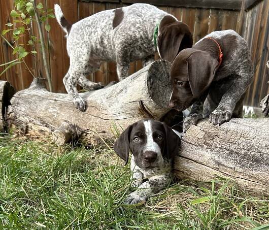 Sprout x Archer litter -2024 | Clarity Kennels