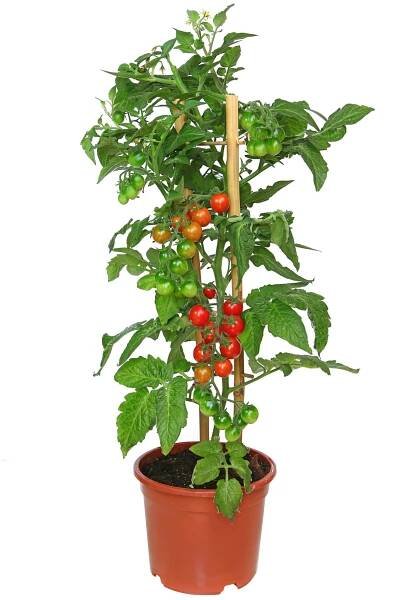 Indoor Tomato Plant In Pot, Strawberry House Plant, Indoor Strawberry Plant Decor, Red Strawberry On Plant, Tomato Container Gardening, Tanaman Tomat, Strawberry Plant Leaves Close-up, Tomato Tree, Growing Cherry Tomatoes