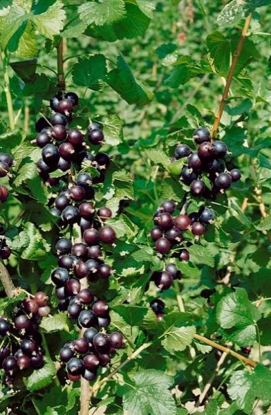 Ribes x culverwellii , Josta, stromek, VK, 1 výh.
