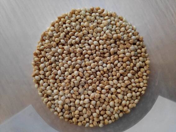 Proso millet - Wikipedia