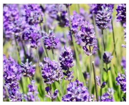 Levandule - Lavandula sazenice, Strana 2
