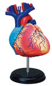 HM Studio Anatomie člověka Srdce