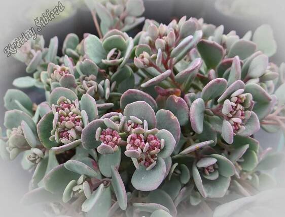 Sedum cauticola 'Lidakense'