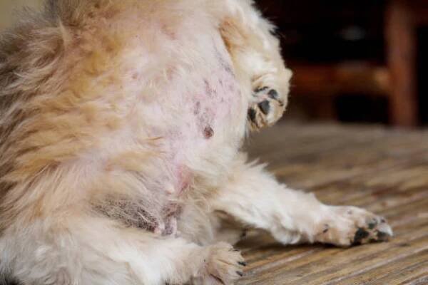 Scabs on dogs: causes and treatment for your pup’s crusty scabs