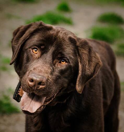 Labrador Working Dogs For Sale - K10 Workingdogs B.V. Holland