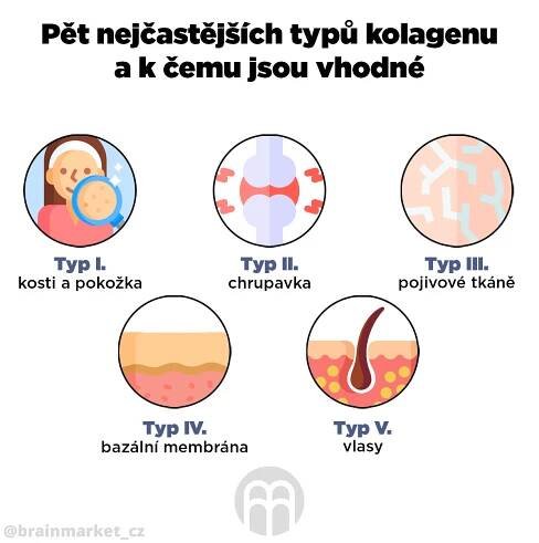 Pět_nejčastějších_typů_kolagenu_a_k_čemu_jsou_vhodné_infografika_brainmarket_cz