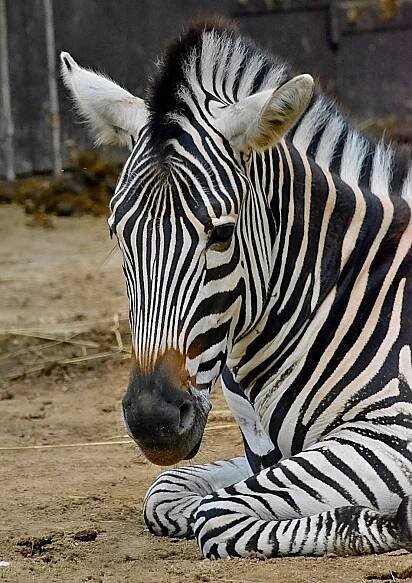 Chov v roce 2024: Zoo Hodonín
