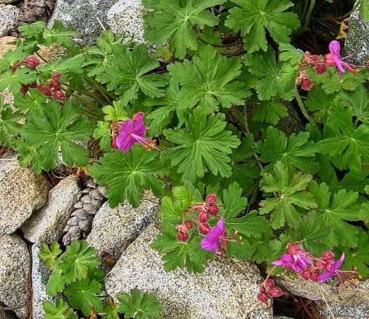 Kakost oddenkatý (Geranium macrorrhizum)