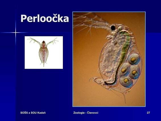 PPT - KMEN: ČLENOVCI PowerPoint Presentation, free download - ID:4942391