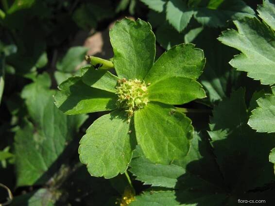 Hvězdnatec zubatý (Hacquetia epipactis)