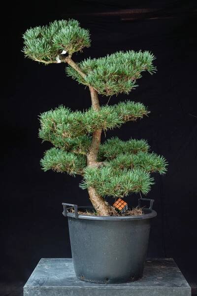 Pinus sylvestris Watereri NIW.4 – BonsaiMoravia