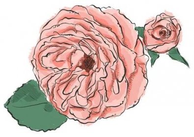 Ručně Nakreslete květina. Vektorové ilustrace na bílém pozadí. — Ilustrace