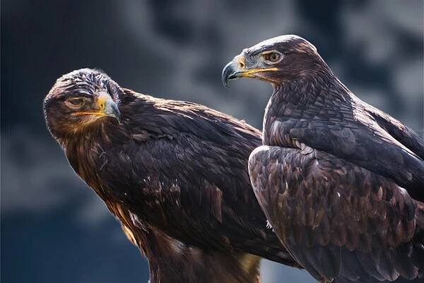 Pták Káně Dravec Draví - Fotografie zdarma na Pixabay