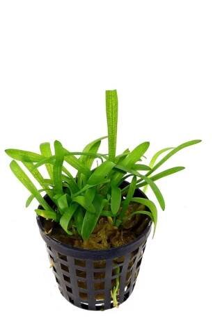 Sagittaria subulata