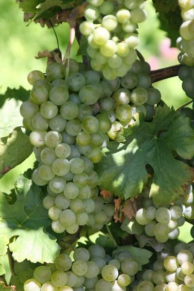 Müller Thurgau - Wikiwand