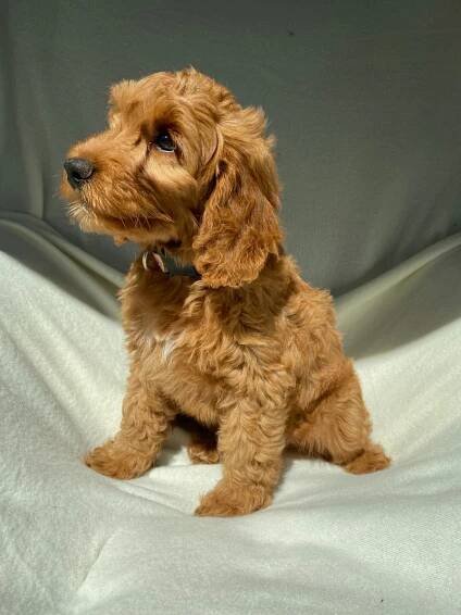 Mini Goldendoodles, by Charity x Carlos Cruz, Ready 7/29/23 - Goldendoodle Breeder | Goldendoodle Puppies NY | Doodles by