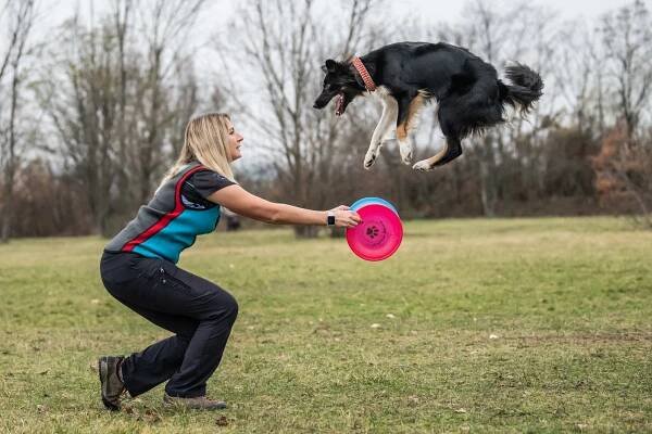 Dogfrisbee – vzdušná akrobacie v psím podání • Magazín o psech