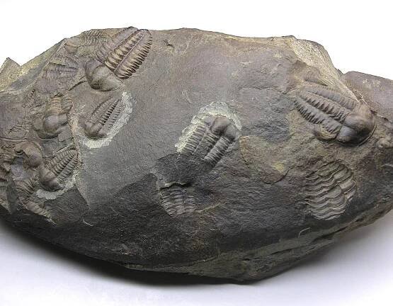 TRILOBIT Ellipsocephalus hoffi - schůze (skupina trilobitů) | Aukro