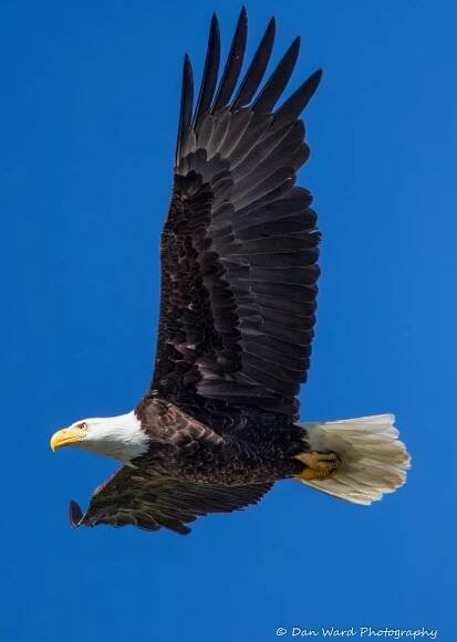 Bald Eagles on Lake Britton & Lake Siskiyou – BB Photography Studio