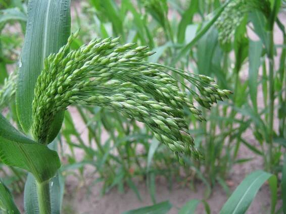 Superfood — Alles bleibt anders