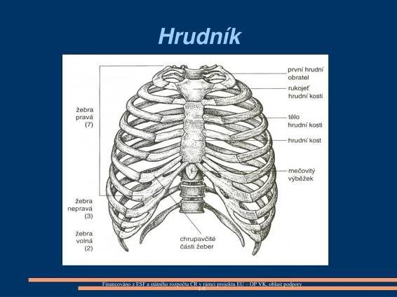 PPT - BIOLOGIE ČLOVĚKA KOSTRA LIDSKÉHO TĚLA PowerPoint Presentation ...