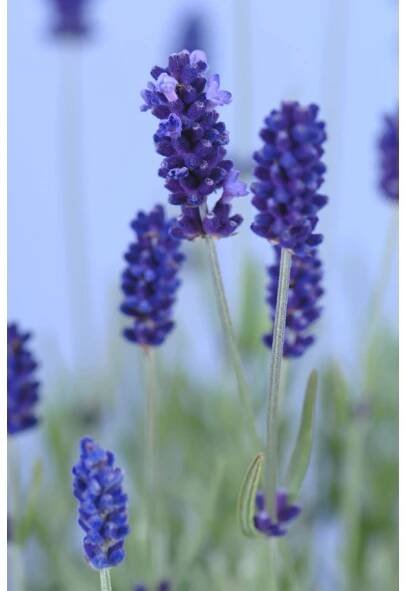 OBI Levandule "Hidcote" průměr květináče cca 13 cm Lavandula angustifolia nakoupit u OBI